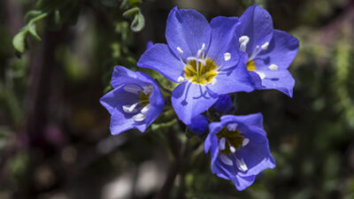 flower meanings polemonium
