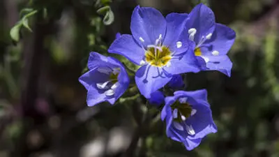 flower meanings polemonium