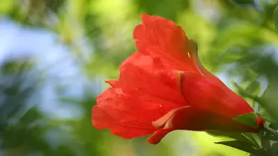 flower meanings pomegranate