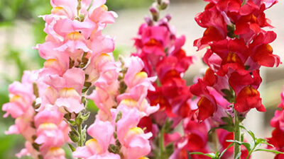 flower meanings snapdragon
