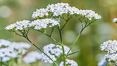 flower meanings yarrow