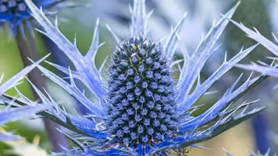 flower meanings eryngium