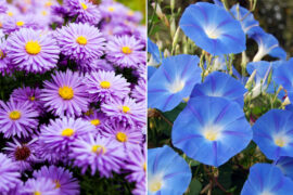September Birth Flowers: Exploring the Aster and Morning Glory