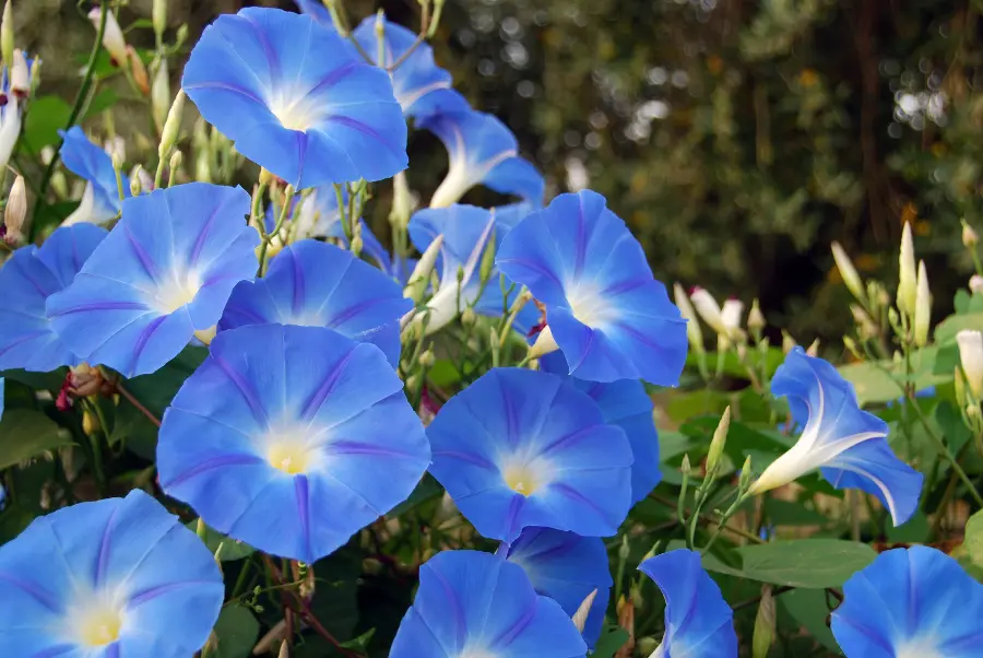 september birth flower morning glory