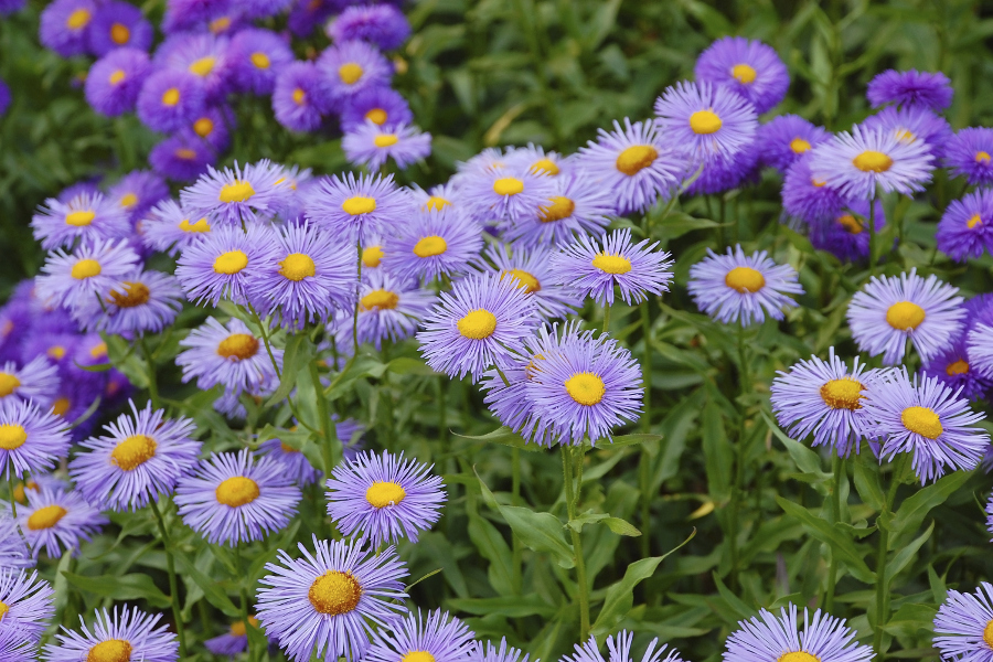 september birth flower purple asters growing in field