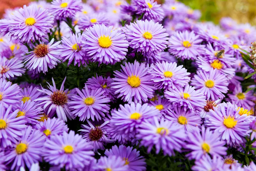 purple flowers, photographed close up. autumn season