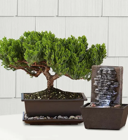 thanksgiving dinner Juniper Bonsai