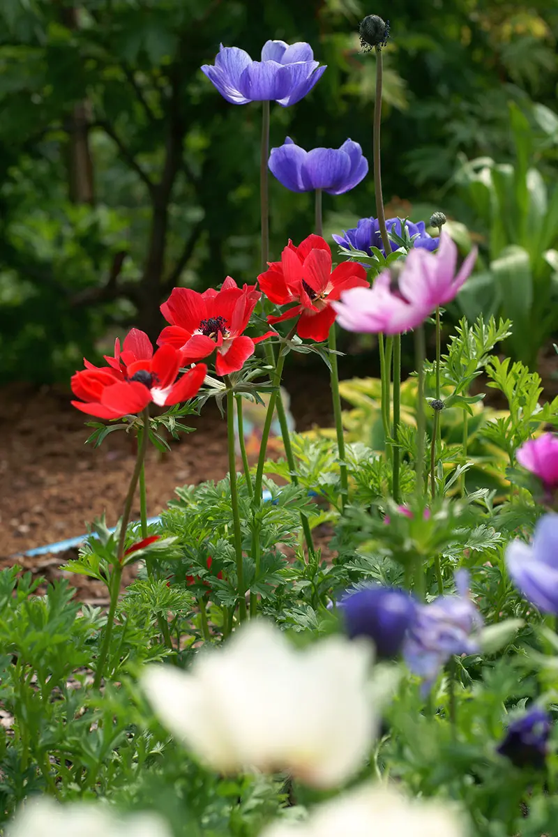 Anemone coronaria in a garden