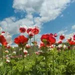 red flower field