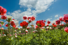 red flower field