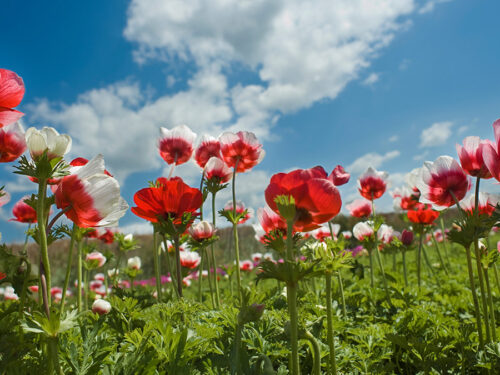 red flower field