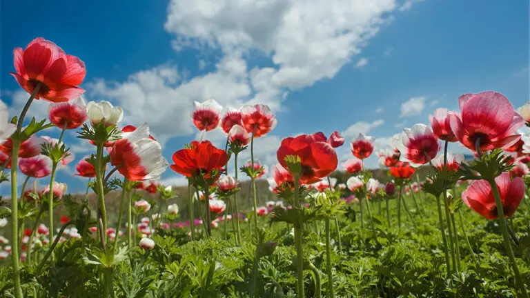 red flower field