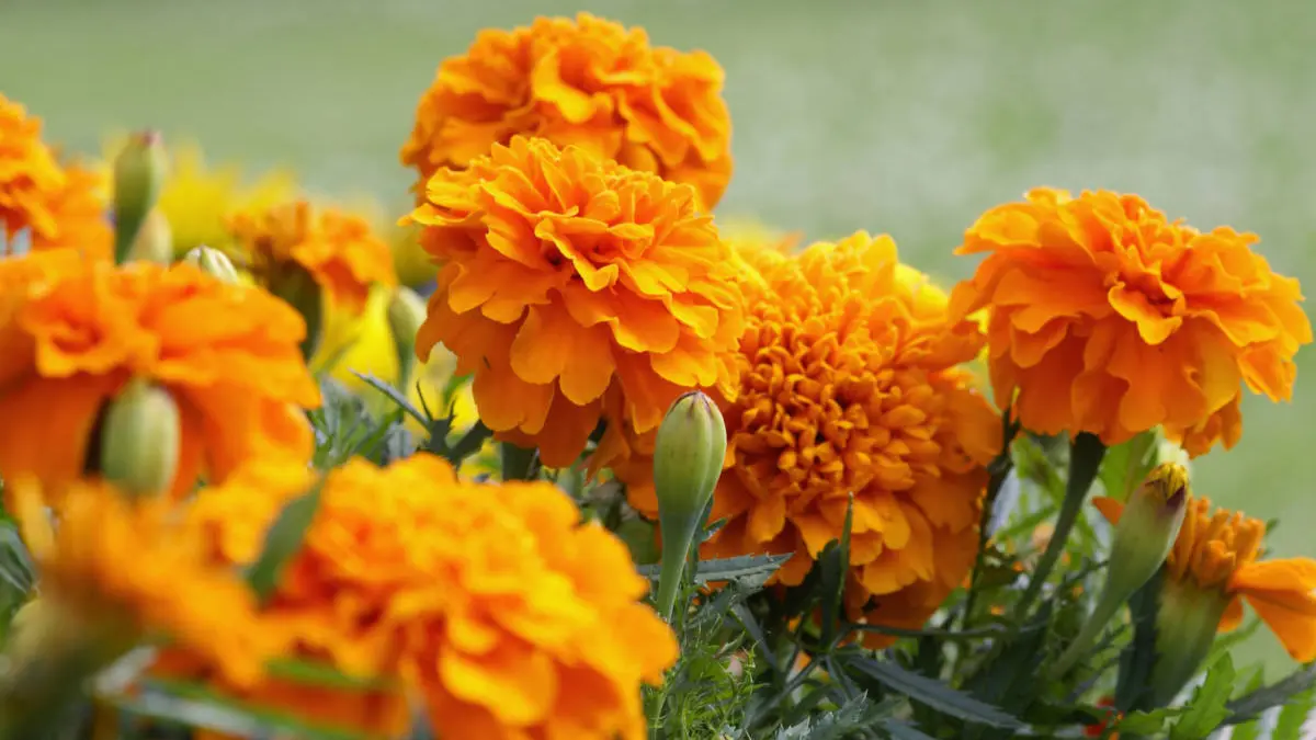 Closeup of orange marigold flowers and foliage