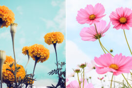 October’s Birth Flowers: All About the Marigold and Cosmos