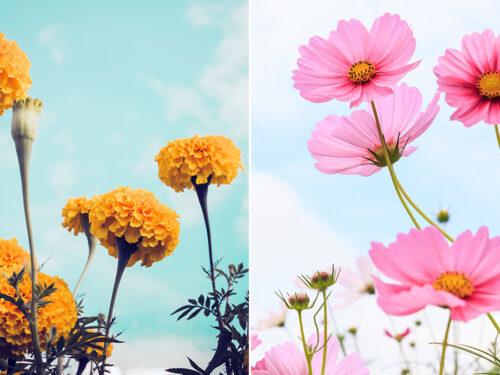 september birth flowers hero