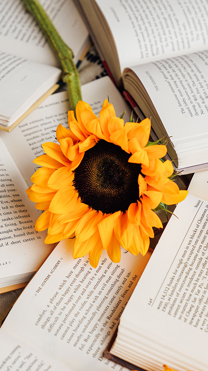 sunflower symbolism sunflower lying on top of books