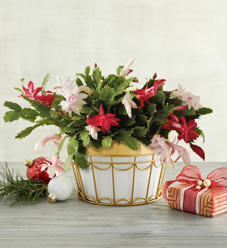 Christmas Cactus Care Tips and Facts Petal Talk