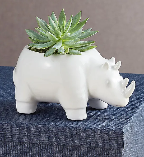 gifts under Safari Animal Succulent