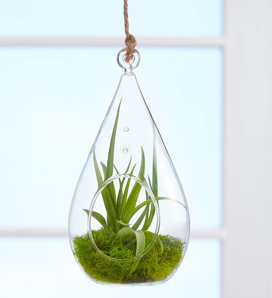 holiday gift guide Airplant Terrarium