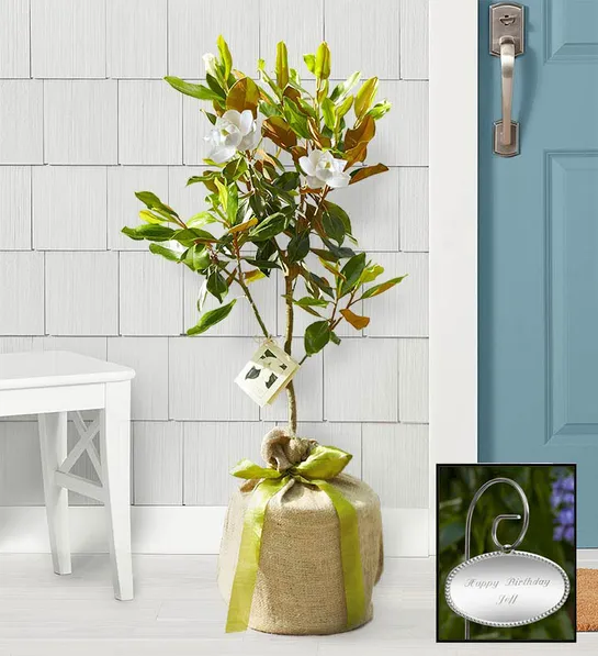 holiday gift guide Magnolia Tree