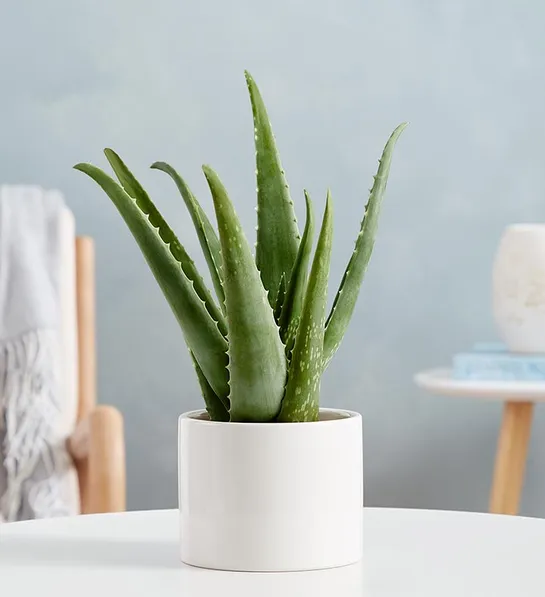 holiday gift guide aloe plant