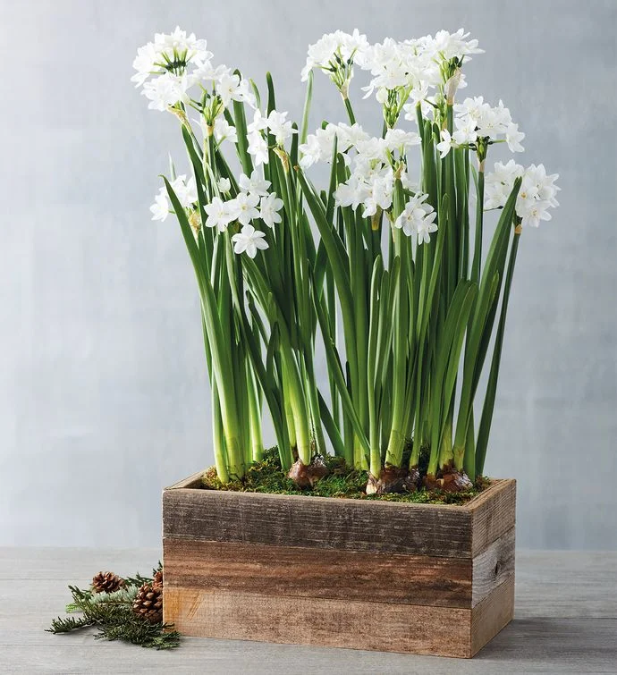 holiday gift guide paperwhites