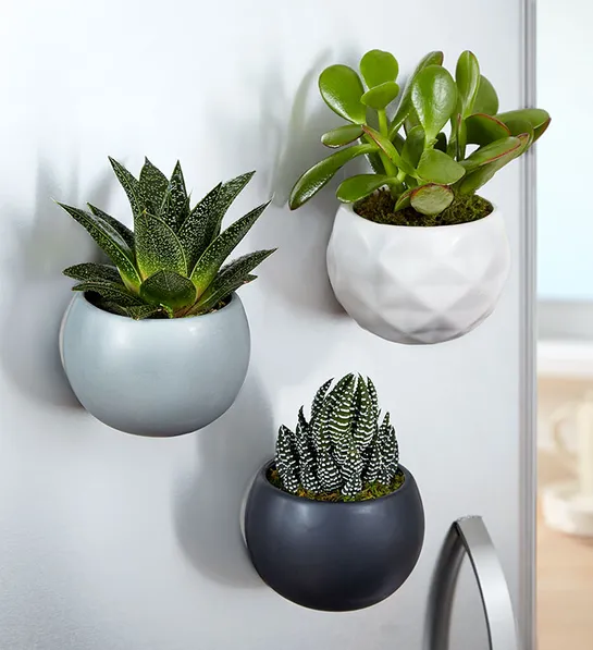 holiday gifts for employees Magnetic Succulent Trio