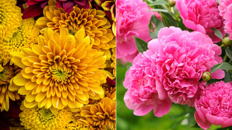 November Birth Flowers: All About the Chrysanthemum and Peony