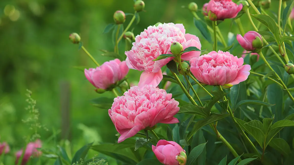 november birth flowers pink peonies