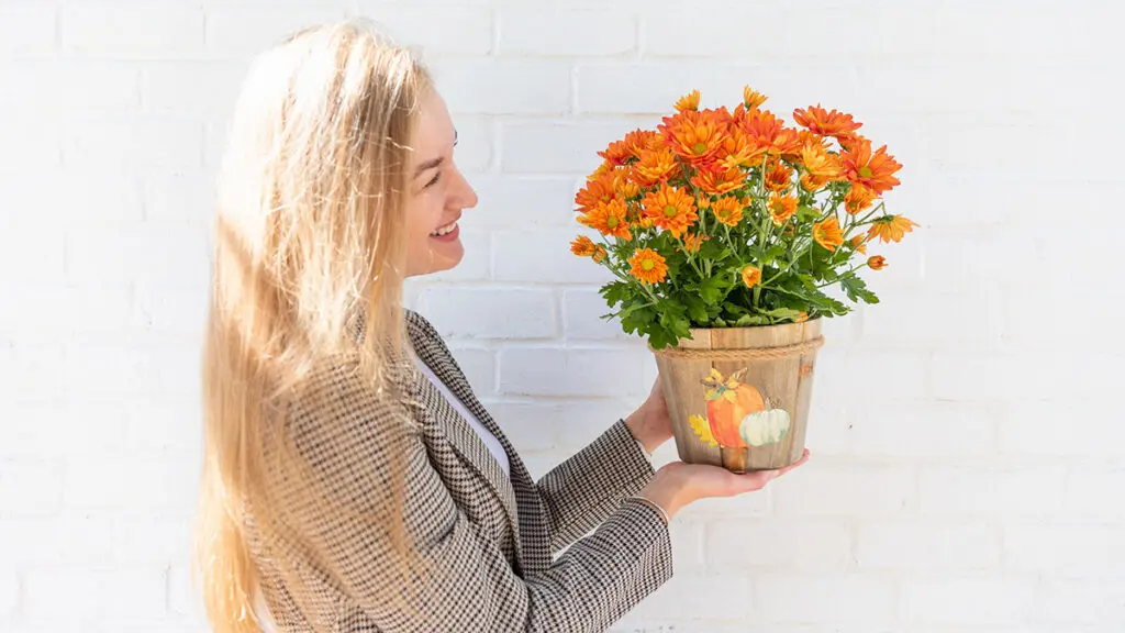 november birth flowers woman holding potted mums