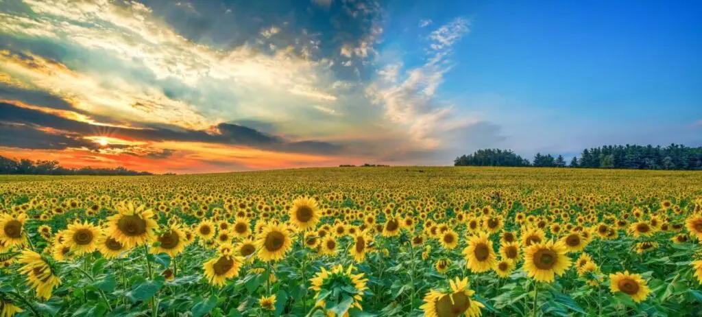 sunflower quotes hero ()