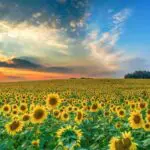 sunflower quotes hero ()