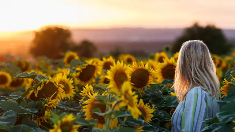 43 Sunflower Quotes to Bring a Ray of Light to Your Life