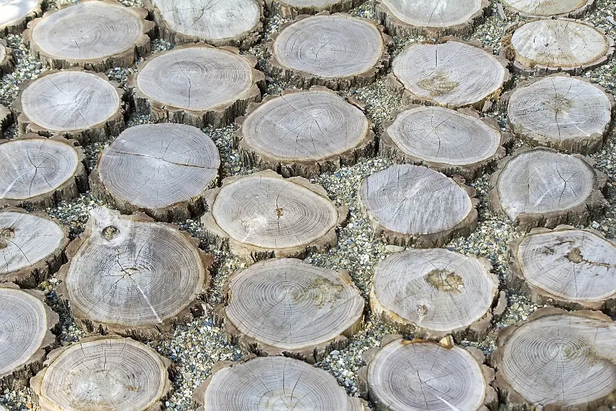 old christmas tree with tree trunk walkway