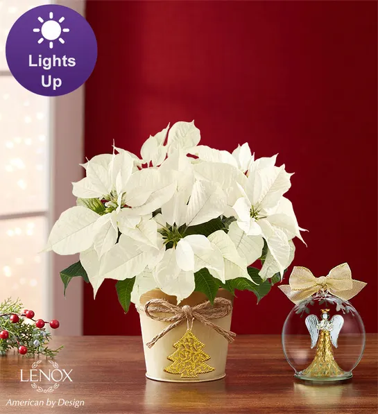 trending christmas flowers and wreaths Winter White Poinsettia Plant