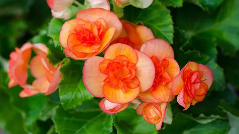 types of orange flowers with begonia