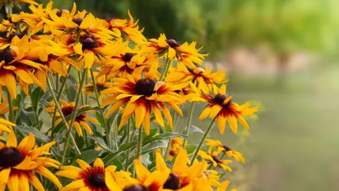 types of orange flowers with rudbeckia