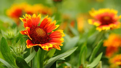 types of orange flowers with Blanket Flower