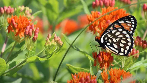 types of orange flowers with Butterfly Milkweed