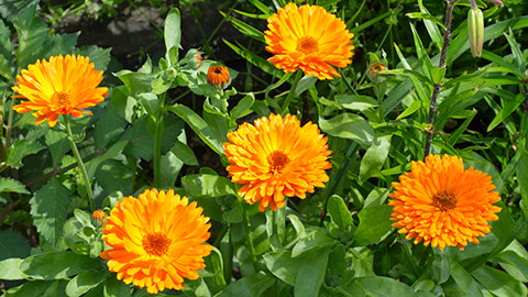types of orange flowers with calendula
