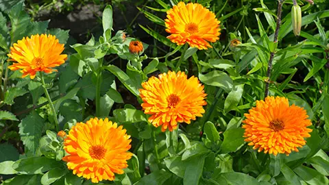 types of orange flowers with calendula