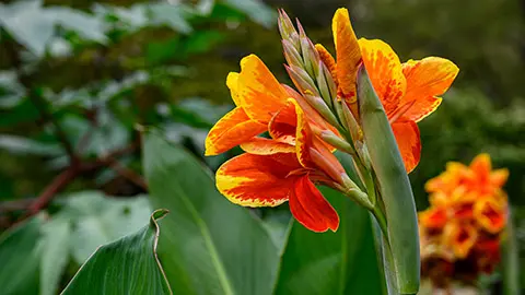 types of orange flowers with orange canna lilies