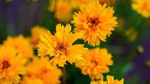 types of orange flowers with coreopsis