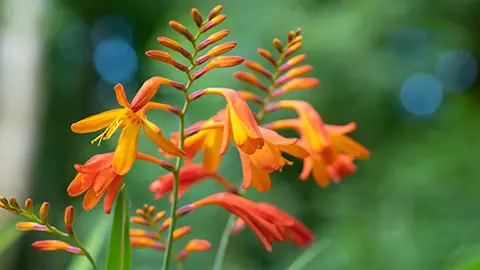 types of orange flowers with crocosmia