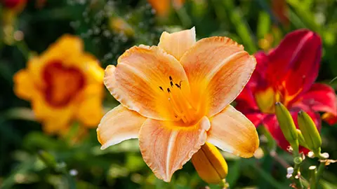 types of orange flowers with daylily garden
