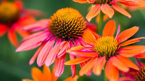 types of orange flowers with echinacea