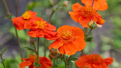 types of orange flowers with Geum