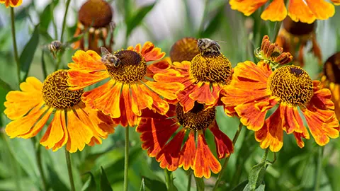 types of orange flowers with Helenium