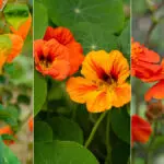 types of orange flowers hero