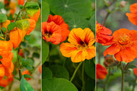 types of orange flowers hero